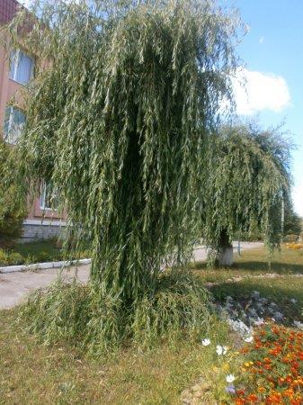 КОЛЕГІУМ У КВІТКОВОМУ РОЗМАЮ