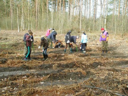 майбутнє лісу у твоїх руках