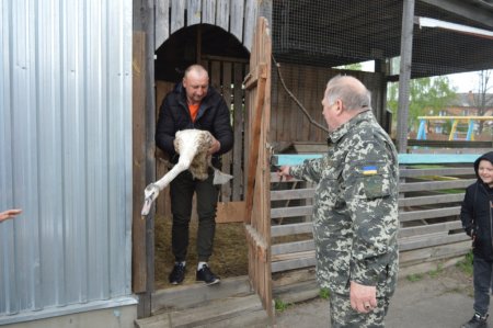 Порятунок лебедя
